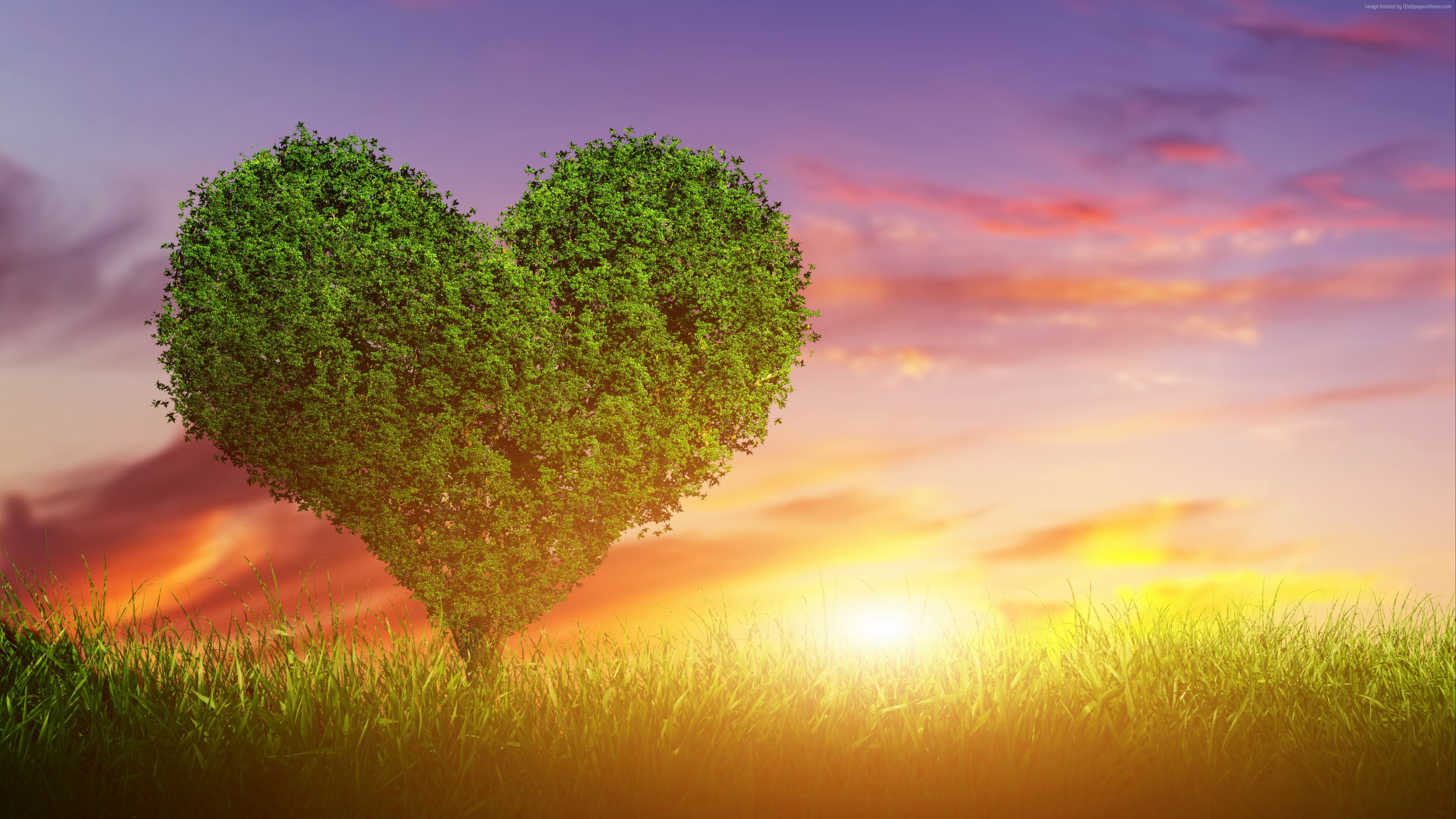Stock Images love image, heart, tree, 5k, Stock Images